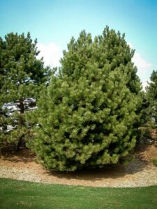 Сосна Чёрная (Pinus Nigra) купить по цене от 270.00р. в интернет-магазине «Посадика» с доставкой почтой в в Медынье и по всей России – [изображение №1].