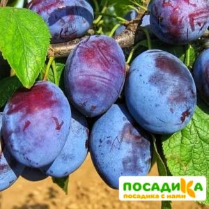 Слива Чачакская ранняя купить по цене от 229.00р. в интернет-магазине «Посадика» с доставкой почтой в в Медынье и по всей России – [изображение №1].