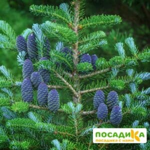 Пихта корейская (Abies koreana) купить по цене от 450.00р. в интернет-магазине «Посадика» с доставкой почтой в в Медынье и по всей России – [изображение №1].