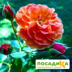 Роза Арабия купить по цене от 350.00р. в интернет-магазине «Посадика» с доставкой почтой в в Медынье и по всей России – [изображение №1].