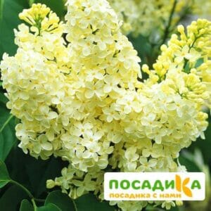 Сирень Примроуз (Primrose) купить по цене от 529.00р. в интернет-магазине «Посадика» с доставкой почтой в в Медынье и по всей России – [изображение №1].