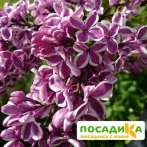 Сирень Сенсация купить по цене от 529.00р. в интернет-магазине «Посадика» с доставкой почтой в в Медынье и по всей России – [изображение №1].