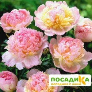 Пион Распберри Сандей (Paeonia Raspberry Sundae) купить по цене от 959р. в интернет-магазине «Посадика» с доставкой почтой в в Медынье и по всей России – [изображение №1].