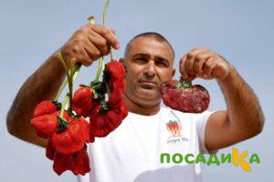 Клубника Гигант Джорнея купить по цене от 266р. в интернет-магазине «Посадика» с доставкой почтой в в Медынье и по всей России – [изображение №1].