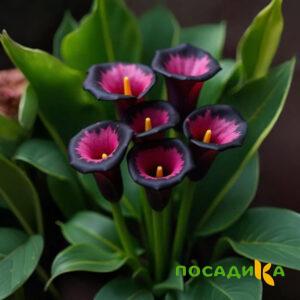 Калла Аура Лейс купить по цене от 400р. в интернет-магазине «Посадика» с доставкой почтой в в Медынье и по всей России – [изображение №1].