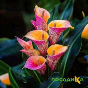 Калла Оникс купить по цене от 450р. в интернет-магазине «Посадика» с доставкой почтой в в Медынье и по всей России – [изображение №1].