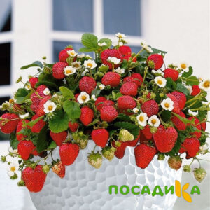 Клубника Рубиновый Шепот (горшечная) купить по цене от 240р. в интернет-магазине «Посадика» с доставкой почтой в в Медынье и по всей России – [изображение №1].