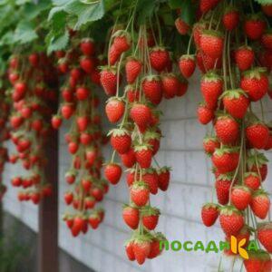 Клубника вьющаяся Комплимент купить по цене от 470р. в интернет-магазине «Посадика» с доставкой почтой в в Медынье и по всей России – [изображение №1].