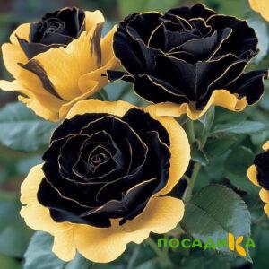 Роза Ханни Сикл купить по цене от 700р. в интернет-магазине «Посадика» с доставкой почтой в в Медынье и по всей России – [изображение №1].