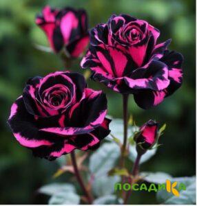 Роза Багровый Шепот купить по цене от 366р. в интернет-магазине «Посадика» с доставкой почтой в в Медынье и по всей России – [изображение №1].