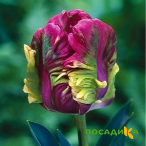 Тюльпан Экзотик Хэвен купить по цене от 186р. в интернет-магазине «Посадика» с доставкой почтой в в Медынье и по всей России – [изображение №1].
