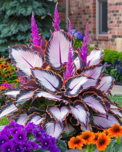 Хоста Кримэн Дрим купить по цене от 549р. в интернет-магазине «Посадика» с доставкой почтой в в Медынье и по всей России – [изображение №1].