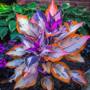 Хоста Эмеральд Тиара купить по цене от 602р. в интернет-магазине «Посадика» с доставкой почтой в в Медынье и по всей России – [изображение №1].