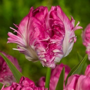 Тюльпан махровый Кул Кристал купить по цене от 400р. в интернет-магазине «Посадика» с доставкой почтой в в Медынье и по всей России – [изображение №1].